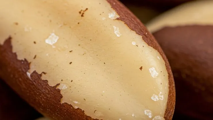 Amazon’un Gizemli Tohumu: Brezilya Fındığı ve İnsan Sağlığına Sunduğu Güçlü Armağanlar