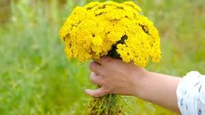 Bin Bir Derdin Devası, Toprak Ananın Şifalı Eli: Civan Perçemi’nin Efsanelerden Modern Bilime Uzanan İyileştirici Hikayesi