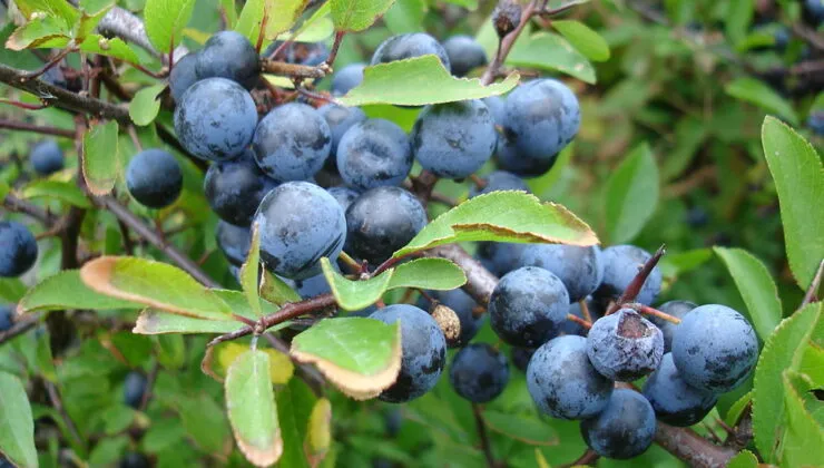 Doğanın Saklı Mücevheri: Çakal Eriği’nin Acıdan Tatlıya Dönüşen Bin Yıllık Hikayesi