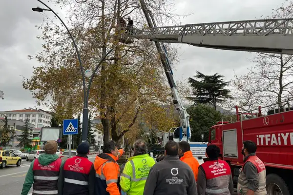 Ordu’da riskli ağaçlar budandı 