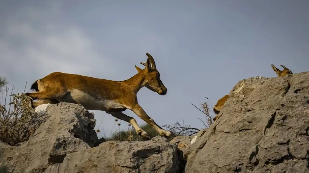 Antalya’da yaban keçisi avcılığına rekor ceza!