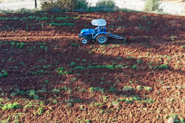 Gazipaşa'da karakılçık buğdayı üretimi sürdürülüyor