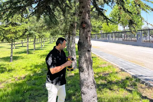 Kayseri’de yeşil alanlarda Arborjet enjeksiyon yöntemi uygulanıyor