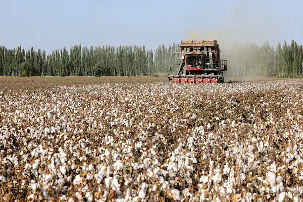 Çin pamuğunun yüzde 92.8’i Xinjiang’da üretiliyor