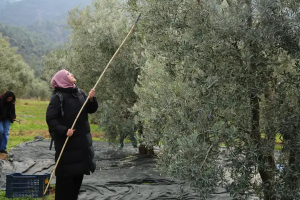 Eskişehirli gençler, zeytinin yolculuğunu öğrendi