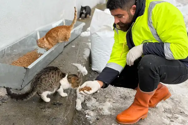 Karabük Belediyesi’nden sokak hayvanlarına destek