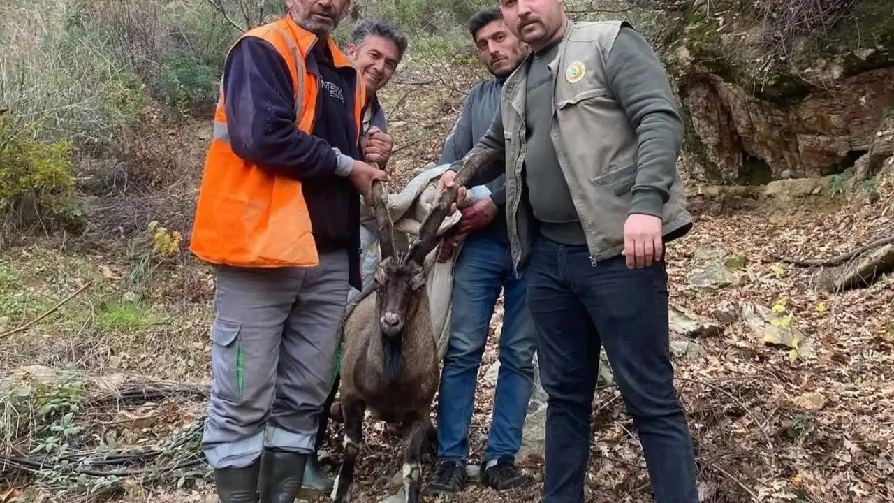 Antalya Gazipaşa’da yaralı yaban keçisi tedavi altına alındı