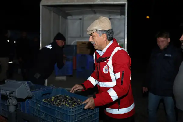 Gemlik Belediyesi, yağlık zeytin alımlarına Umurbey'de devam etti