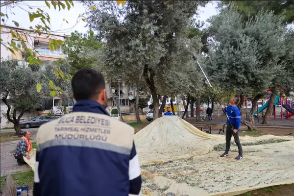 Buca'da zeytin hasadı başladı