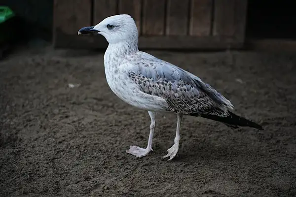 Samsun’da Yabani Hayvanlar İlk Yardım Ünitesi hizmet veriyor