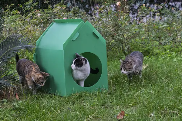 İzmir’de sokak kedileri için portatif kedi evi dağıtımları sürüyor