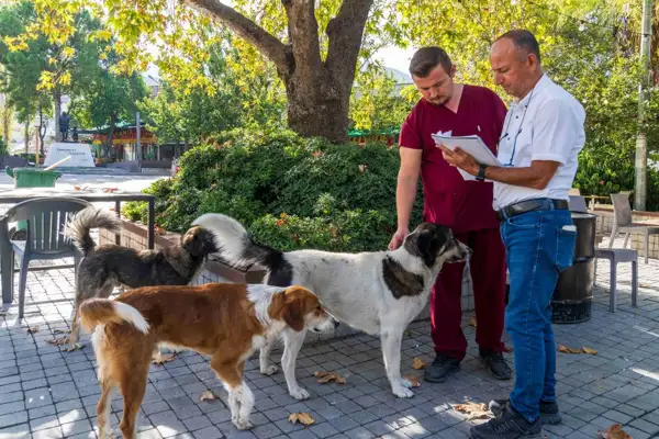 İzmir'de 86 bin sokak hayvanı tedavi edildi