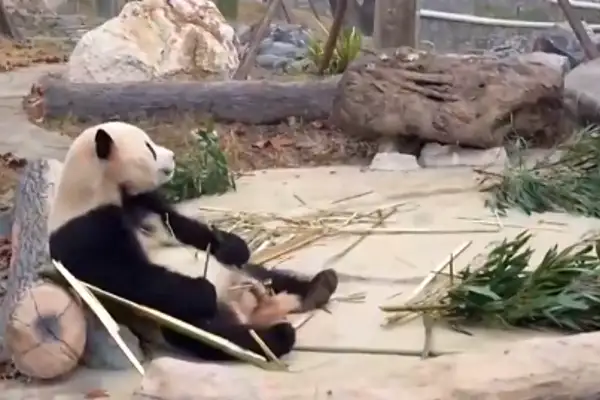 Çin'in yeni ''Dev Panda'' merkezi,  halkın ziyaretine açıldı