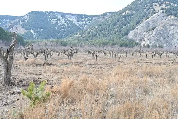 Gölcük Tabiat Parkı’ndaki elma bahçeleri yeniden üretime kazandırılıyor