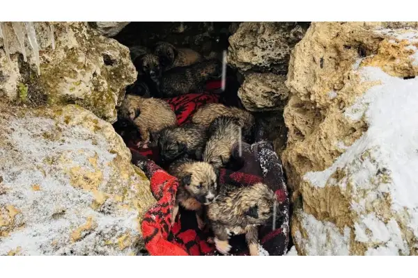 Şırnak’ta donmak üzere olan 12 köpek yavrusu kurtarıldı