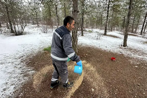 Çorum'da yaban hayvanları için yem bırakıldı
