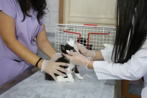 Kepez'de 2025'te 15 bin 782 sokak hayvanına bakım ve tedavi hizmeti sunuldu