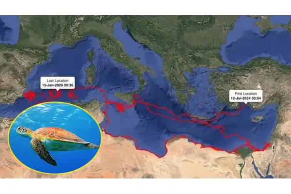 Caretta Gümüş 24 bin km yol kat etti