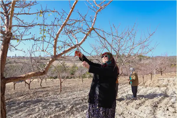 Mersin'de Organik Tarım Sertifikasyon Desteği verildi