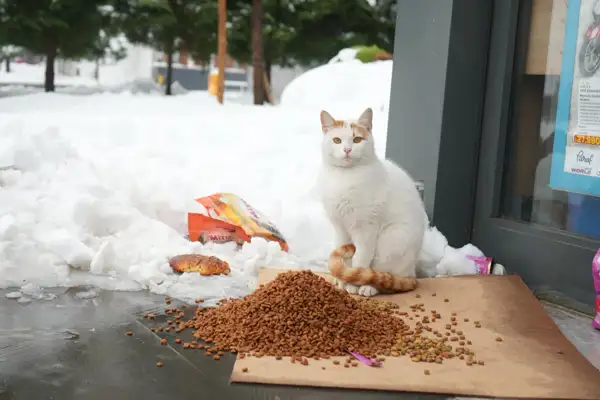 Sokak hayvanları için 40 noktaya mama ve kuş yemi bırakıldı 