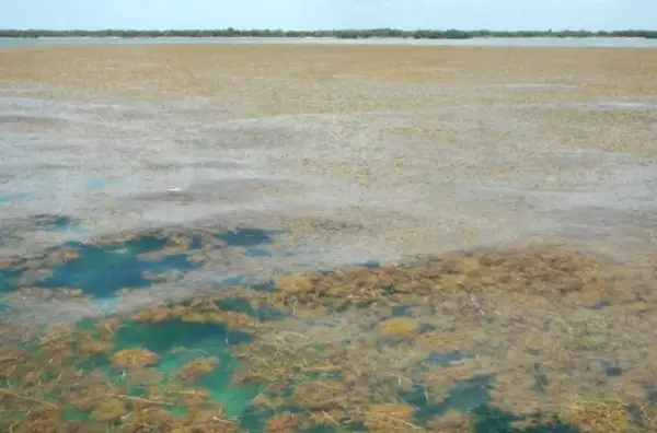 Bilim insanları, dünya çapında deniz yosunu patlaması konusunda uyarıyor