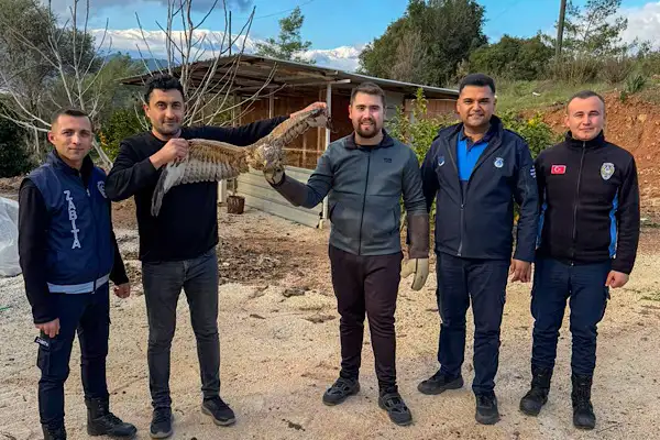 Kumluca’da yaralı halde bulunan atmaca tedavi edildi
