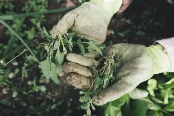 TÜİK - Tarım ürünleri üretici fiyat endeksi yıllık yüzde 36,01 arttı
