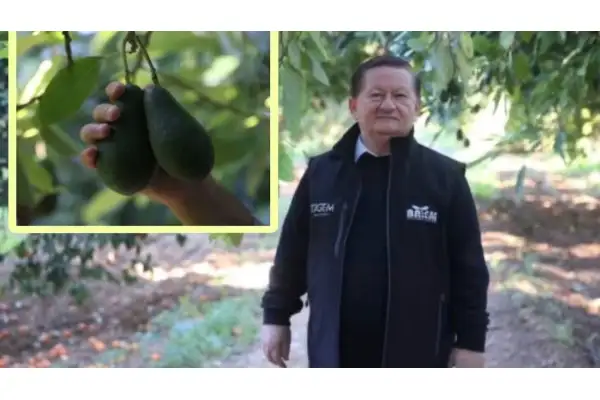 Antalya avokado üretiminde rekor kırdı