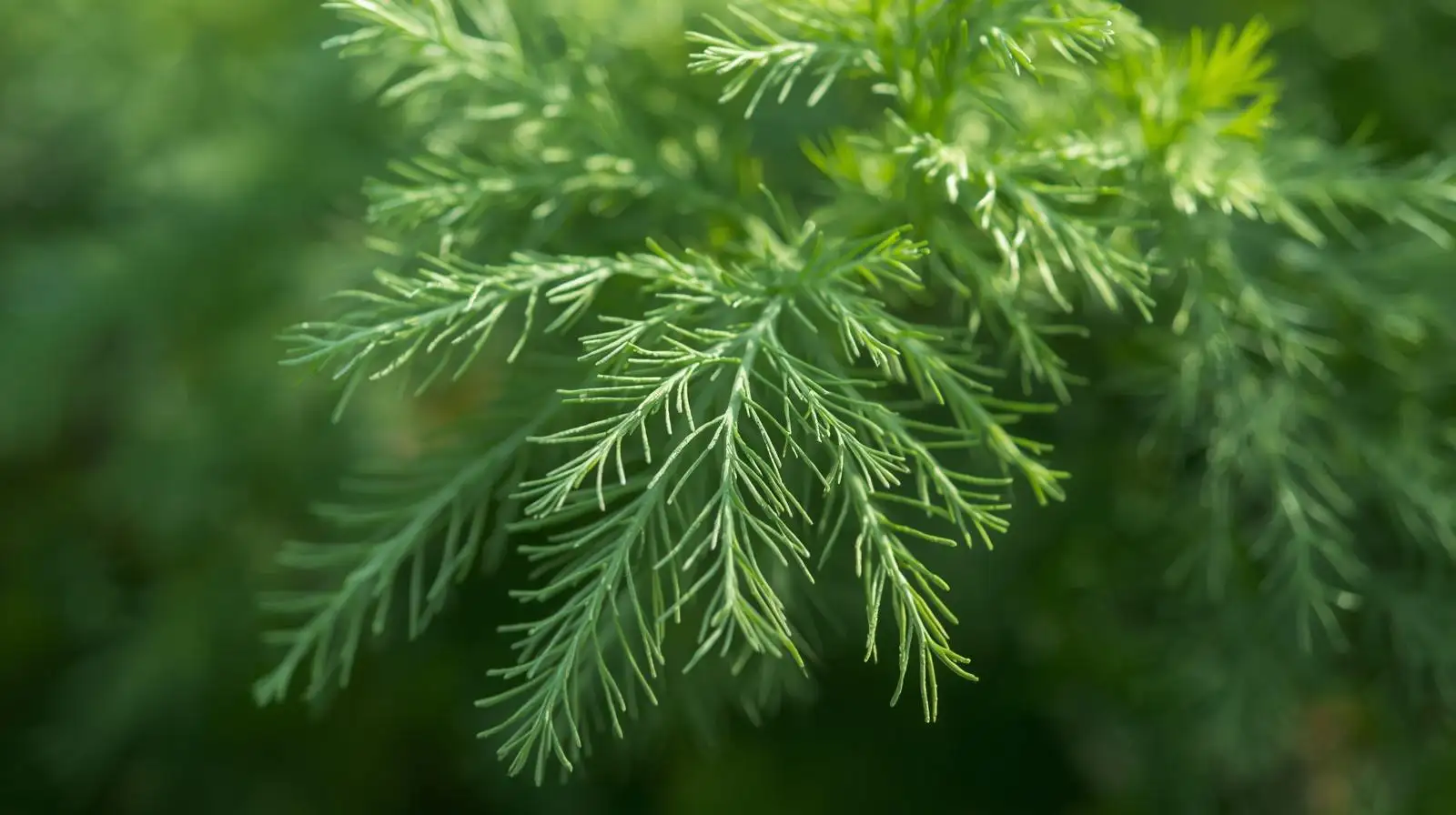Mutfakların Şifacısı: Dereotunun Kadim Tarihi ve Modern Faydaları