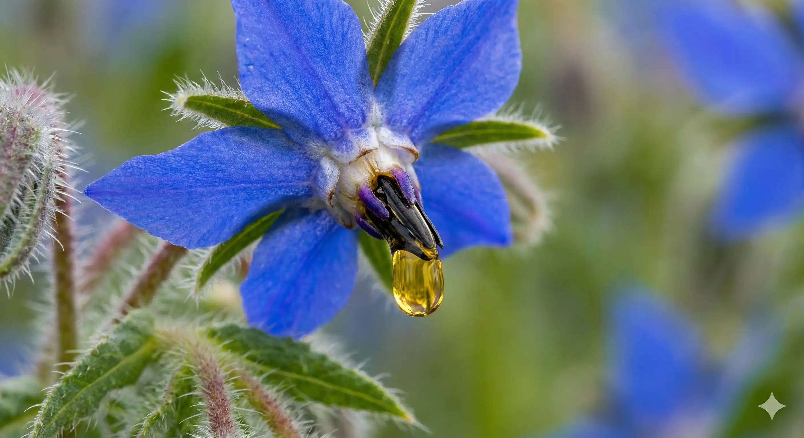 Cesaretin Mavi Yıldızı: Romalı Gladyatörlerden Modern Cilt Bakımına Hodan Yağının Sırrı