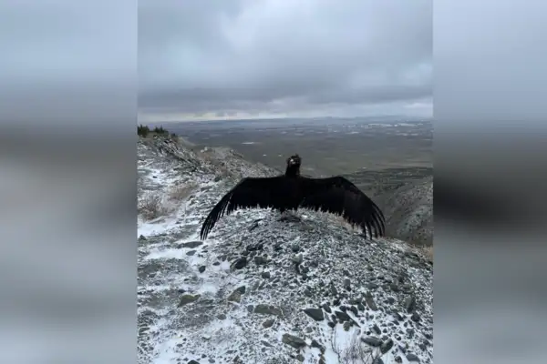 Eskişehir'de tedavi edilen şahin ve kara akbaba doğaya salındı