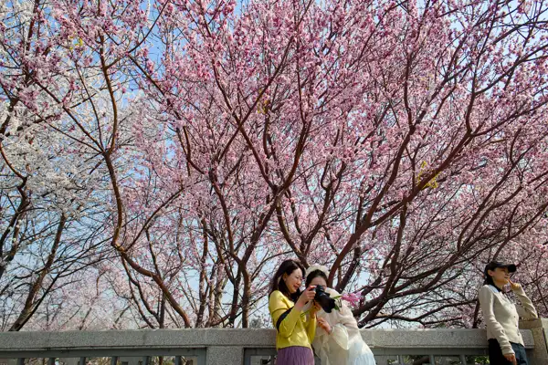 Çin’de ağaçlandırma seferberliği “Güzel Çin” hedefini güçlendiriyor