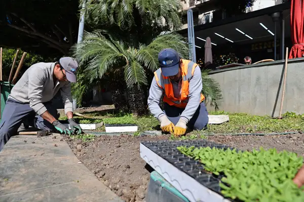 Antalya 4 milyon yazlık çiçekle bahara hazırlanıyor