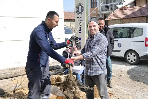 Kütahya'da kiraz fidanı dağıtım programı gerçekleştirildi