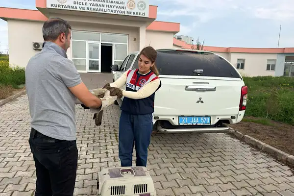 Diyarbakır’da yaralı şahin, koruma altına alındı