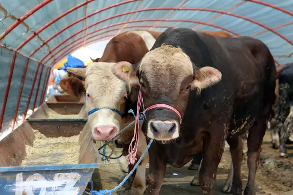 Yakacık Kurban Satış Alanı için başvurular başlıyor