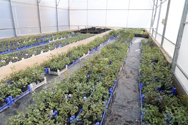 Antalya'da 5 bin keçiboynuzu fidanı üreticilere dağıtılacak