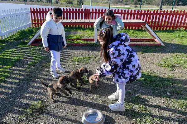 İzmir'de 3 bin 300 hayvan sahiplendirildi