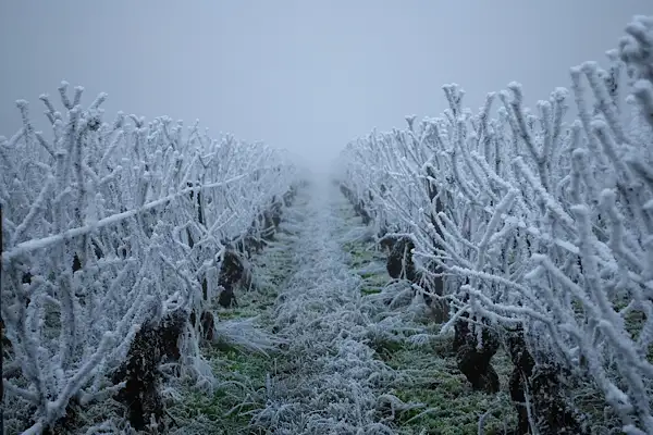 İç ve Doğu kesimler için zirai don uyarısı