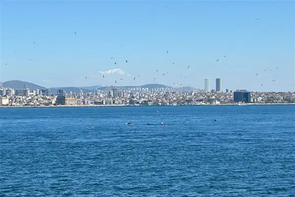 İstanbul Sarayburnu’nda yunus akını