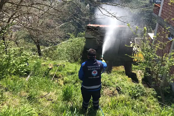 Trabzon'da kahverengi kokarca mücadelesi