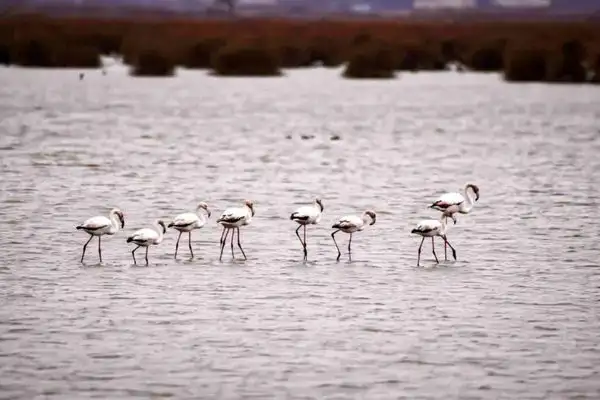 Kızılırmak Deltası’nda Flamingolar görsel şölen oluşturuyor