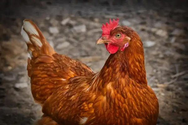 TÜİK-Tavuk eti üretimi 227 bin 793 ton olarak gerçekleşti