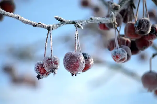 Meteoroloji’den zirai don ve çığ uyarısı