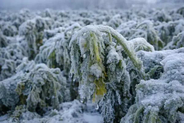 Ankara Valiliği: İl genelinde zirai don bekleniyor