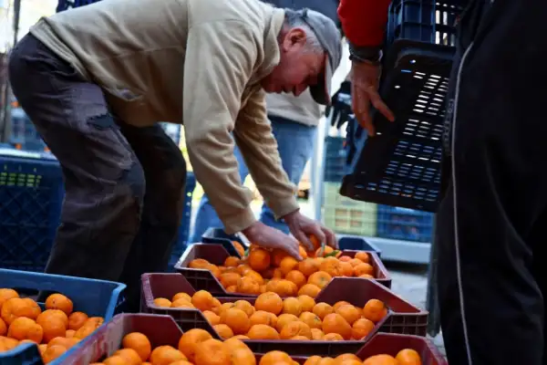 Bodrum’da mandalin üreticisine 5 milyon TL destek sağlandı loading=