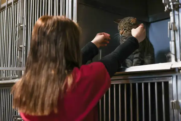 Buca’da 599 sokak hayvanı yuvaya kavuştu