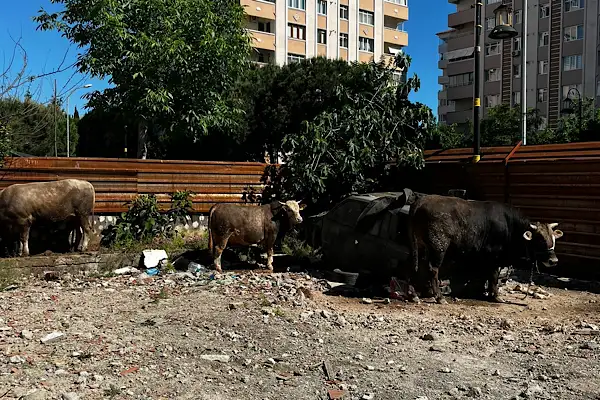Maltepe’de kaçak kurban kesimlerine yönelik denetim