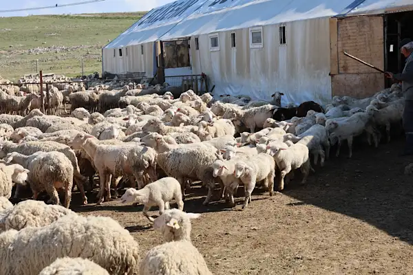 Eskişehir’de damızlık çiftliklerinde 4 ayda 800 kuzu doğdu