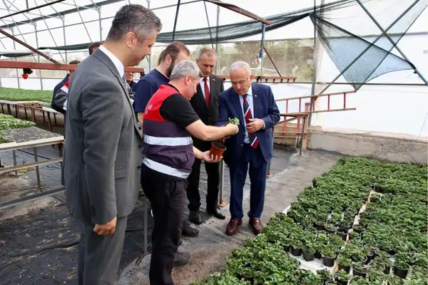 Ordu'da 300 bin yazlık sebze fidesi desteği